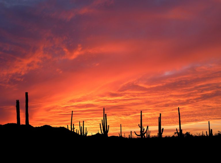 sunset, nature, cactus saguaro-5051321.jpg